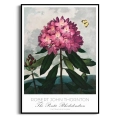 plakat-botaniczny-rododendron-robert-thornton-vintage-retro-zielen-salon-czarna-rama_web.webp