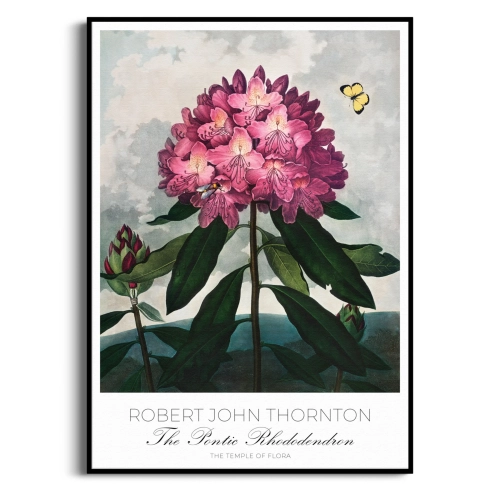 plakat-botaniczny-rododendron-robert-thornton-vintage-retro-zielen-salon-czarna-rama_web.webp