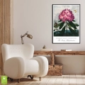 plakat-botaniczny-rododendron-robert-thornton-vintage-retro-zielen-salon-wnetrze_web.webp