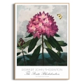 plakat-botaniczny-rododendron-robert-thornton-vintage-retro-zielen-salon-drewno_web.webp