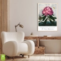 plakat-botaniczny-rododendron-robert-thornton-vintage-retro-zielen-salon-drewno-wnetrze_web.webp