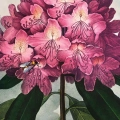 plakat-botaniczny-rododendron-robert-thornton-vintage-retro-zielen-salon-fragment_web.webp