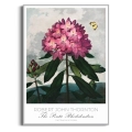 plakat-botaniczny-rododendron-robert-thornton-vintage-retro-zielen-salon-srebrna_web.webp