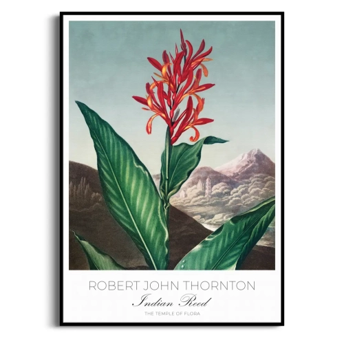 plakat-czarna-robert-john-thornton-indian-reed_web.webp