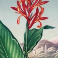 plakat-fragment-robert-john-thornton-indian-reed_web.webp
