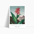plakat-bok-robert-john-thornton-indian-reed_web.webp