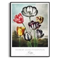 plakat-czarna-robert-john-thornton-tulips_web.webp
