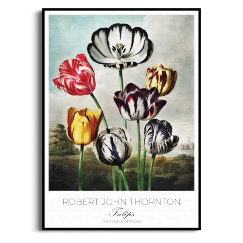 plakat-czarna-robert-john-thornton-tulips_web.webp