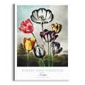 plakat-biala-robert-john-thornton-tulips_web.webp