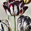 plakat-fragment-robert-john-thornton-tulips_web.webp
