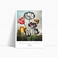 plakat-bok-robert-john-thornton-tulips_web.webp