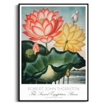 Plakat - Robert John Thornton - The Sacred Egyptian Bean - Botaniczny Retro do Sypialni Salonu Lotos