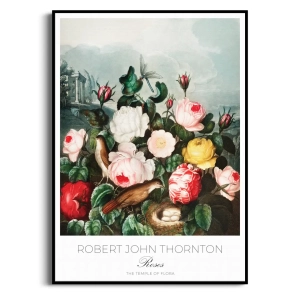 Plakat - Robert John Thornton - Roses - Botaniczny Retro do Salonu Sypialni Kolorowy Kwiaty