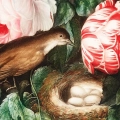 plakat-fragment-robert-john-thornton-roses_web.webp