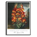 Plakat - Robert John Thornton - The Superb Lily - Reprodukcja Premium Botaniczna Rycina Vintage do Salonu Sypialni
