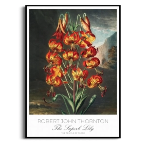 Plakat - Robert John Thornton - The Superb Lily - Reprodukcja Premium Botaniczna Rycina Vintage do Salonu Sypialni