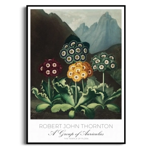 Plakat - Robert John Thornton - A Group of Auriculas - Reprodukcja Premium Botaniczna Rycina Vintage do Sypialni Salonu