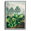 plakat-botaniczny-pierwiosnki-auricula-vintage-retro-zielen-salon-czarna-rama-z-marginesem_web.webp