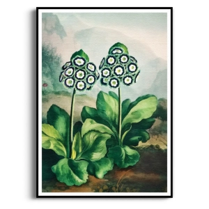 Plakat - A Group of Auriculas from The Temple of Flora - R.J. Thornton - Obraz do Salonu i Sypialni, Styl Klasyczny i Vintage, Zieleń i Biel