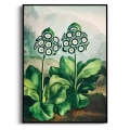 plakat-botaniczny-pierwiosnki-auricula-vintage-retro-zielen-salon-czarna-rama-bez-marginesu_web.webp