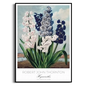 Plakat - Robert John Thornton - Hyacinths - Reprodukcja Premium Botaniczna Rycina Vintage do Salonu Sypialni Niebieski
