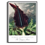 Plakat - Robert John Thornton - The Dragon Arum - Reprodukcja Premium Botaniczna Rycina Vintage do Salonu Sypialni Bordo