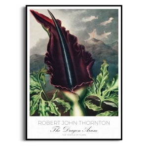 Plakat - Robert John Thornton - The Dragon Arum - Reprodukcja Premium Botaniczna Rycina Vintage do Salonu Sypialni Bordo