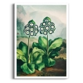 plakat-botaniczny-pierwiosnki-auricula-vintage-retro-zielen-salon-z-marginesem-bez-ramy_web.webp