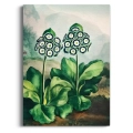 plakat-botaniczny-pierwiosnki-auricula-vintage-retro-zielen-salon-bez-marginesu-bez-ramy_web.webp