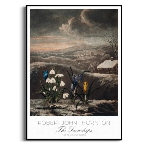 Plakat - Robert John Thornton - The Snowdrops - Reprodukcja Premium Botaniczna Rycina Vintage do Salonu Sypialni Biały
