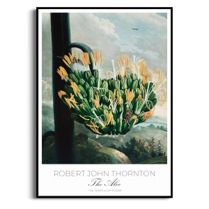 Plakat - Robert John Thornton - The Aloe - Reprodukcja Premium Botaniczna Rycina Vintage do Salonu Sypialni Zielony