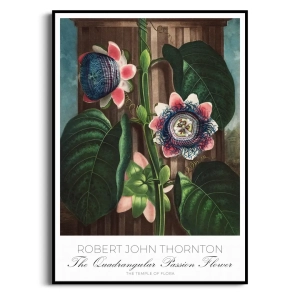 Plakat -  Robert John Thornton - The Quadrangular Passion Flower - Botaniczny do Sypialni Salonu | Styl Vintage Retro Boho | Zielony Różowy
