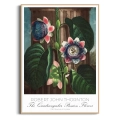 plakat-drewno-robert-john-thornton-the-quadrangular-passion-flower_web.webp