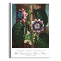 plakat-brak-robert-john-thornton-the-quadrangular-passion-flower_web.webp