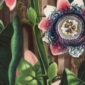plakat-fragment-robert-john-thornton-the-quadrangular-passion-flower_web.webp