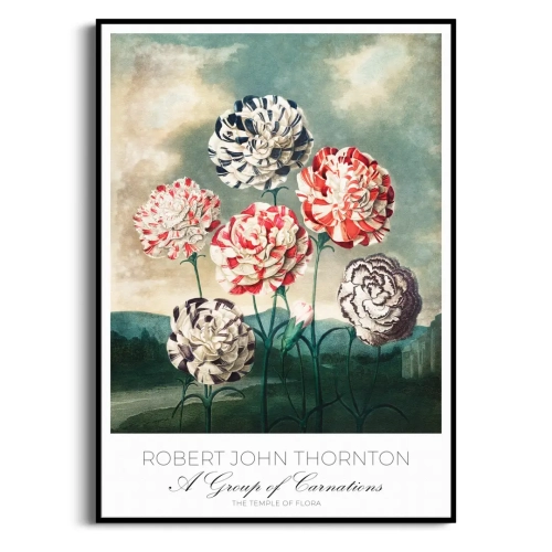 plakat-czarna-robert-john-thornton-a-group-of-carnations_web.webp