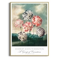plakat-zlota-robert-john-thornton-a-group-of-carnations_web.webp