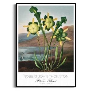 Plakat - Robert John Thornton - Pitcher Plant - Kapturnica do Salonu Sypialni | Styl Vintage Retro Boho | Zielony Brązowy Beżowy Botaniczny