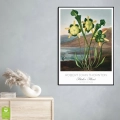 plakat-czarna-wnetrze-robert-john-thornton-pitcher-plant_web.webp