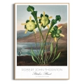 plakat-drewno-robert-john-thornton-pitcher-plant_web.webp