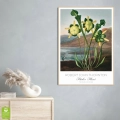 plakat-drewno-wnetrze-robert-john-thornton-pitcher-plant_web.webp
