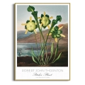 plakat-zlota-robert-john-thornton-pitcher-plant_web.webp
