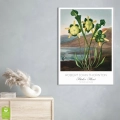 plakat-srebrna-wnetrze-robert-john-thornton-pitcher-plant_web.webp