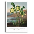 plakat-brak-robert-john-thornton-pitcher-plant_web.webp