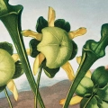 plakat-fragment-robert-john-thornton-pitcher-plant_web.webp