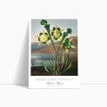 plakat-bok-robert-john-thornton-pitcher-plant_web.webp