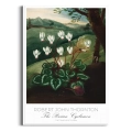 plakat-biala-botaniczny-the-persian-cyclamen-thornton-vintage_web.webp