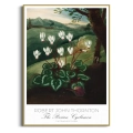 plakat-zlota-botaniczny-the-persian-cyclamen-thornton-vintage_web.webp