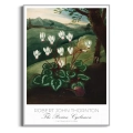 plakat-srebrna-botaniczny-the-persian-cyclamen-thornton-vintage_web.webp