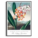 Plakat - The Nodding Renealmia from The Temple of Flora, R.J. Thornton - Botaniczny Egzotyczny Kwiat Vintage Zielony, Do Salonu Sypialni, Styl Boho Retro Rustykalny 